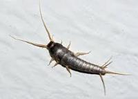 711 Silverfish Control Canberra image 2